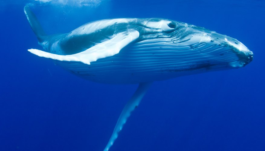 Animals & Plants on the California Coast | Sciencing