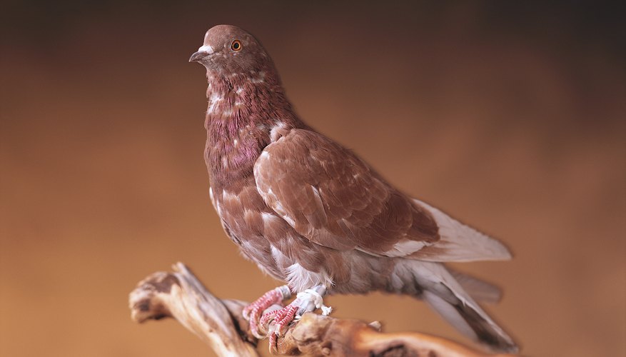 differences-between-passenger-pigeons-carrier-pigeons-sciencing