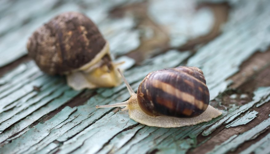 Snails