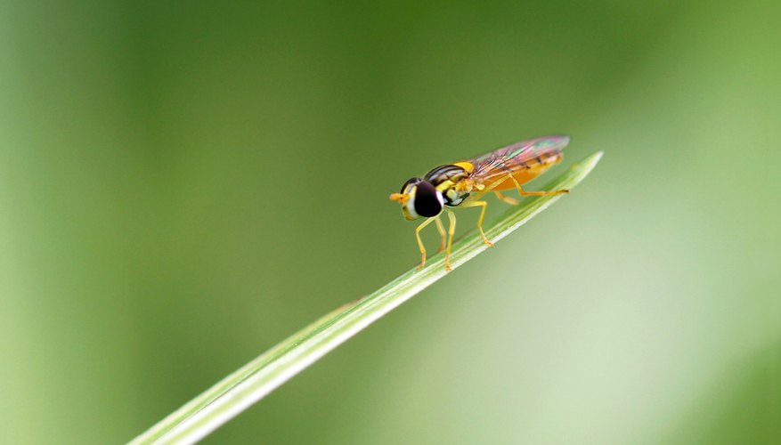 Bee on a blade of grass Bee on a blade of grass
