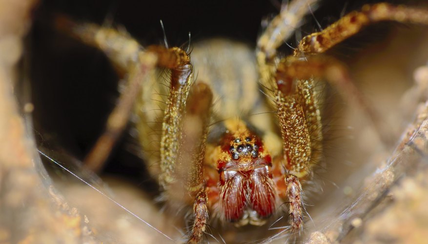 Photo Credit: Lightwriter1949/iStock/Getty Images Female wolf spiders are larger than males.