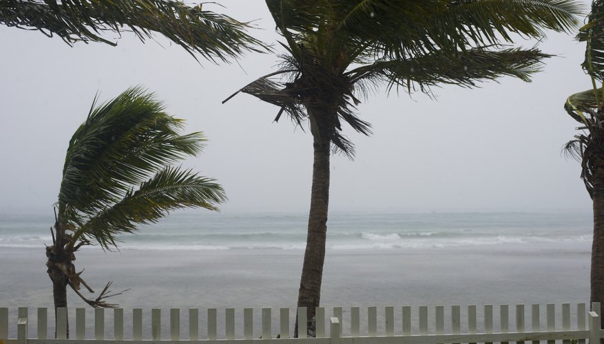 Palm trees being blown during typhoon. Palm trees being blown during typhoon.