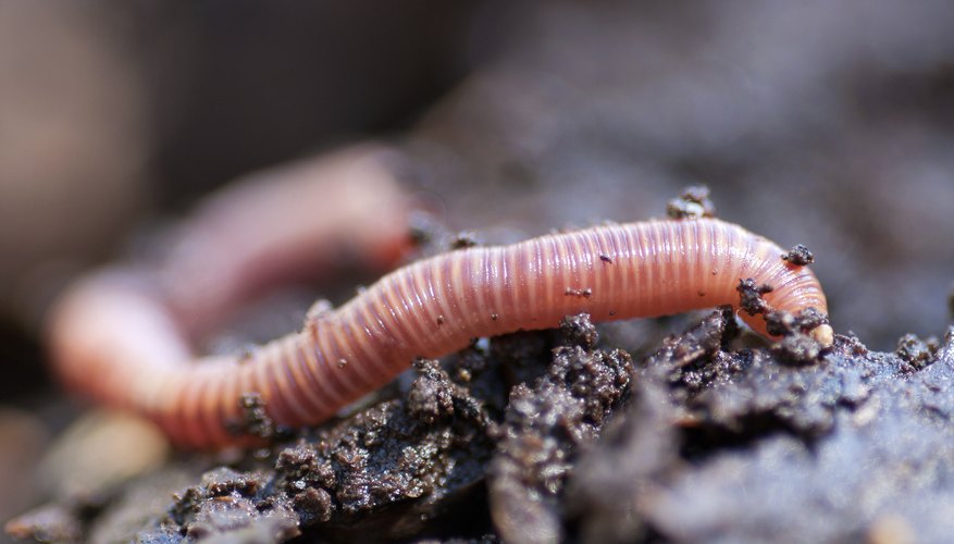 Tips on Catching Nightcrawlers