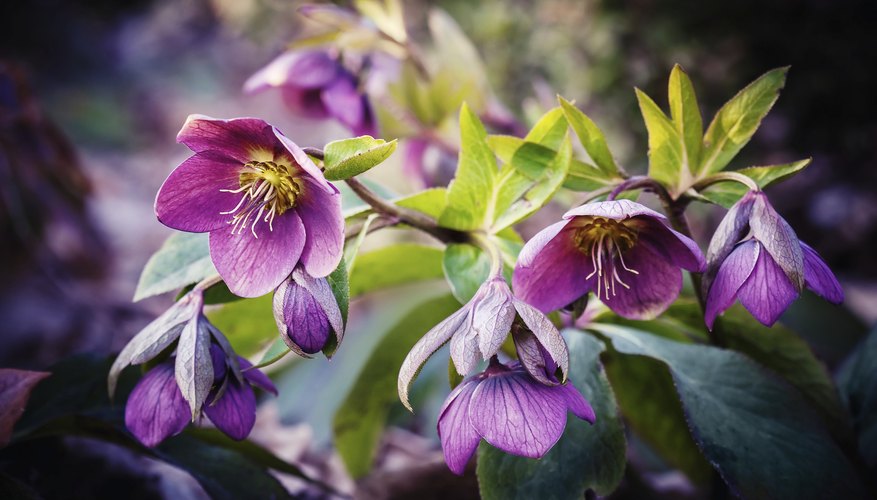 Care of Lenten Roses | Garden Guides