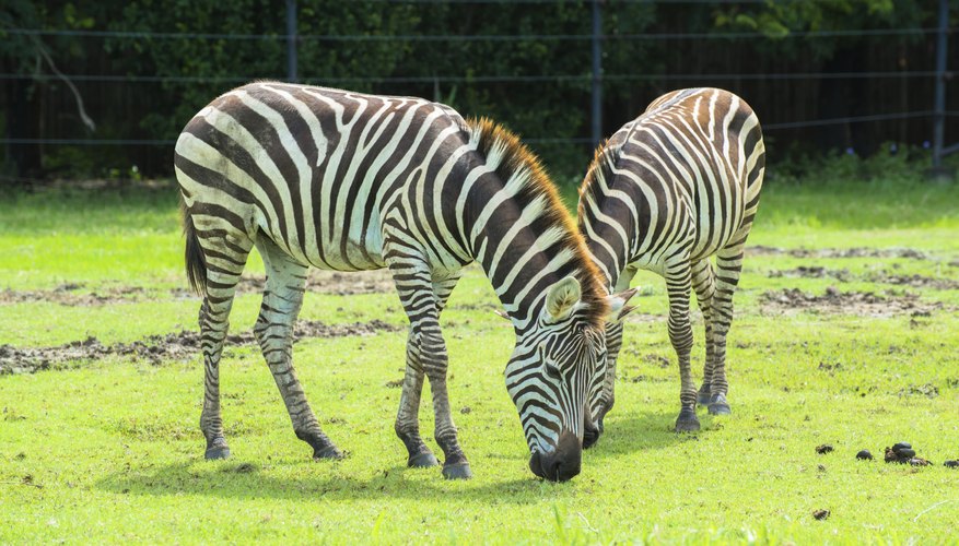 Photo Credit: TheYok/iStock/Getty Images zebras eating grass
