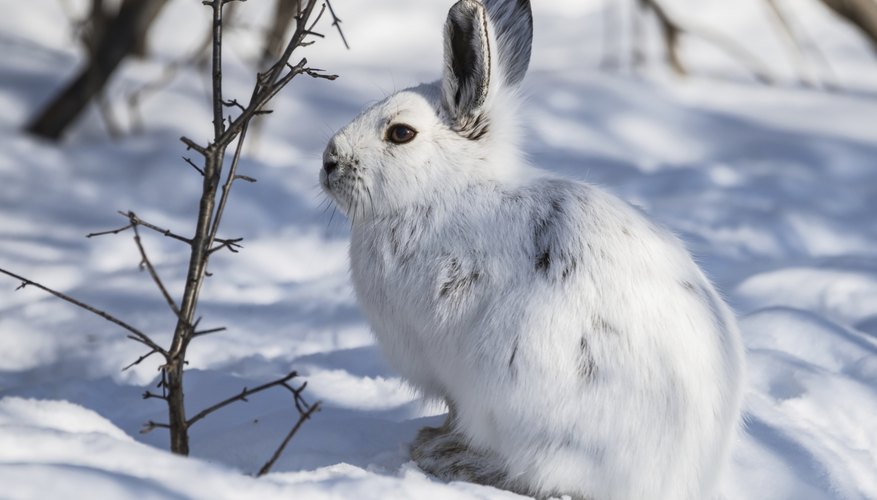 Plants Animals in the Taiga Biome Sciencing