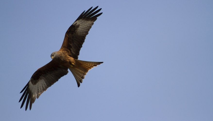 red kite wingspan
