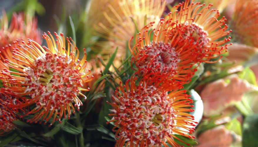 Protea Flower Facts | Garden Guides