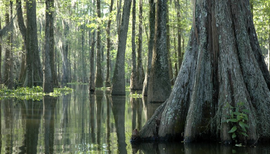 Swamp Swamp