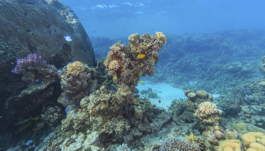 Photo Credit: Stanislav_Moroz/iStock/Getty Images Sea life.