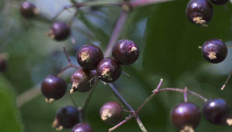 edible-plants-in-indiana-plants-bc