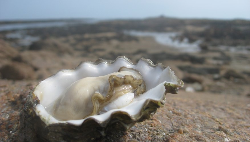 Can You Breed Oysters at Joe Carter blog