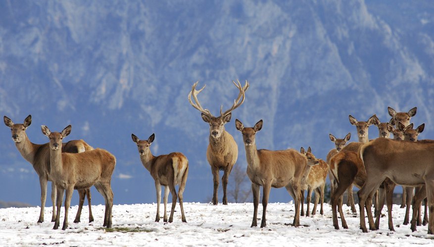 Photo Credit: Zwilling330/iStock/Getty Images herd of deer