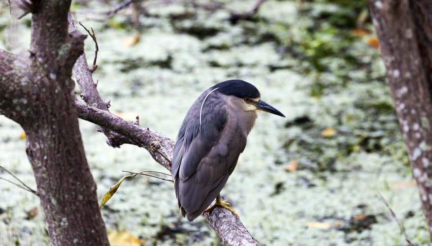 Photo Credit: MikeRega/iStock/Getty Images Wetlands in Florida.