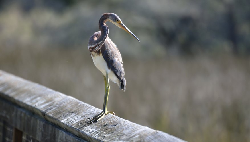 Photo Credit: Paulbr/iStock/Getty Images Marsh lands teem with life.