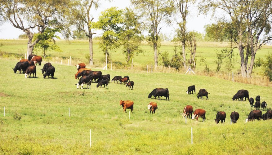 Types of Grass for Cattle Grazing