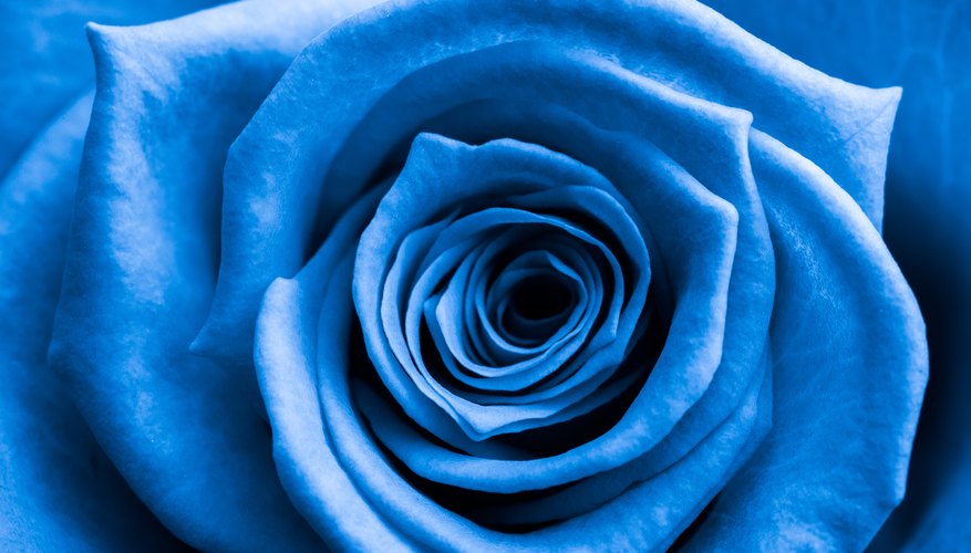 What Does the Blue Rose Represent? | Garden Guides
