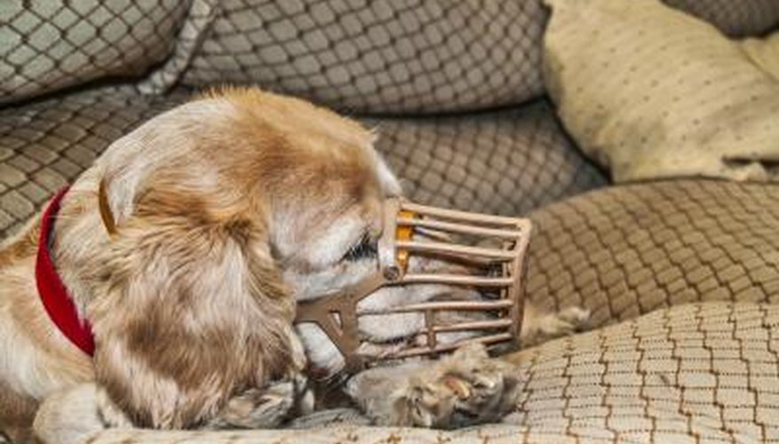 Photo Credit: fxegs/iStock/Getty Images Basket muzzle