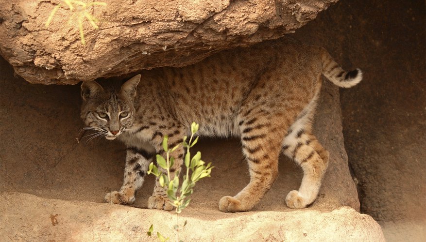 what-animals-live-in-the-sahara-desert-worldatlas-images-and-photos