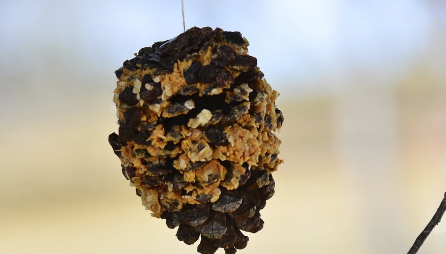 Photo Credit: Warren Price Photography/iStock/Getty Images Big pinecones
