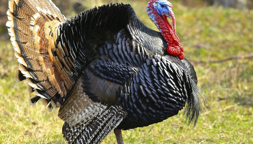 What Does a Hen Turkey Look Like? A Guide to Identifying Female Wild ...