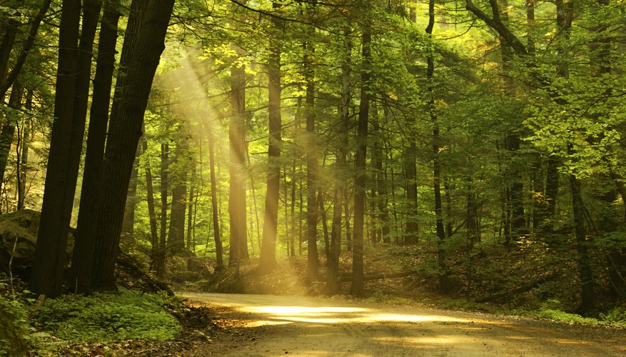 Photo Credit: Zack Clothier/iStock/Getty Images Sunlight is another limiting factor.