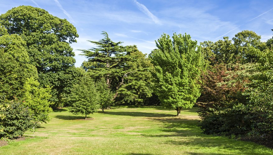 The Best Tree for a Privacy Fence | Garden Guides