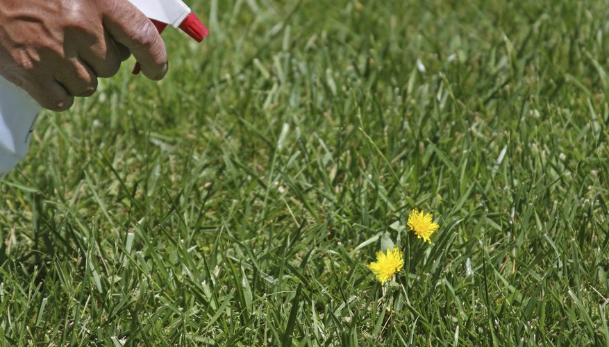 Spraying weeds. Spraying weeds.
