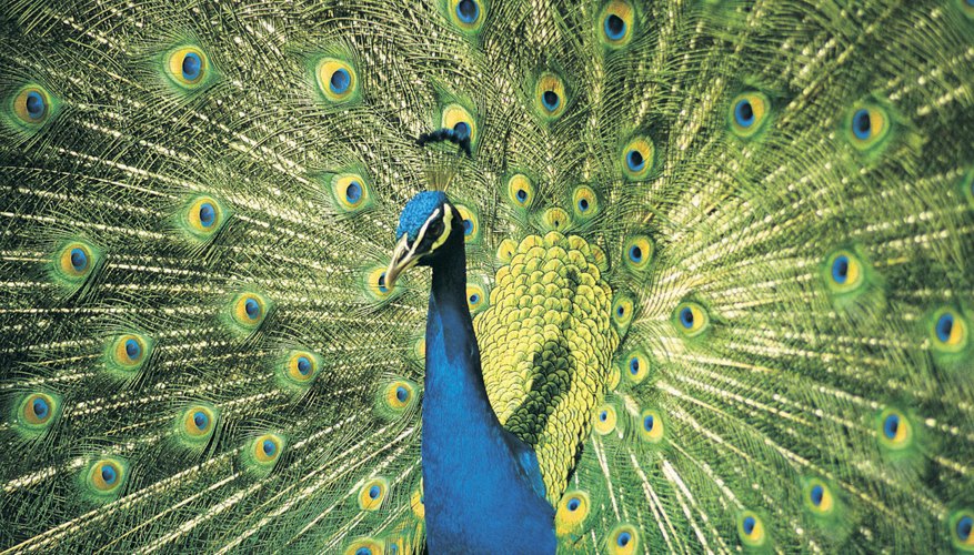 characteristics-of-a-peacock-bird-sciencing