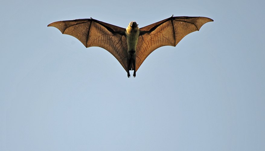 Fruit bat flying. Fruit bat flying.