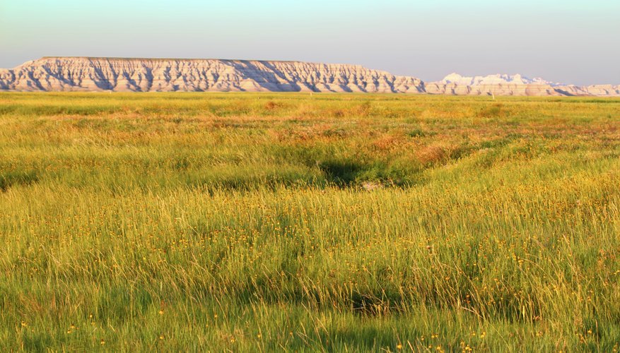 Characteristics of Grassland Biomes | Sciencing