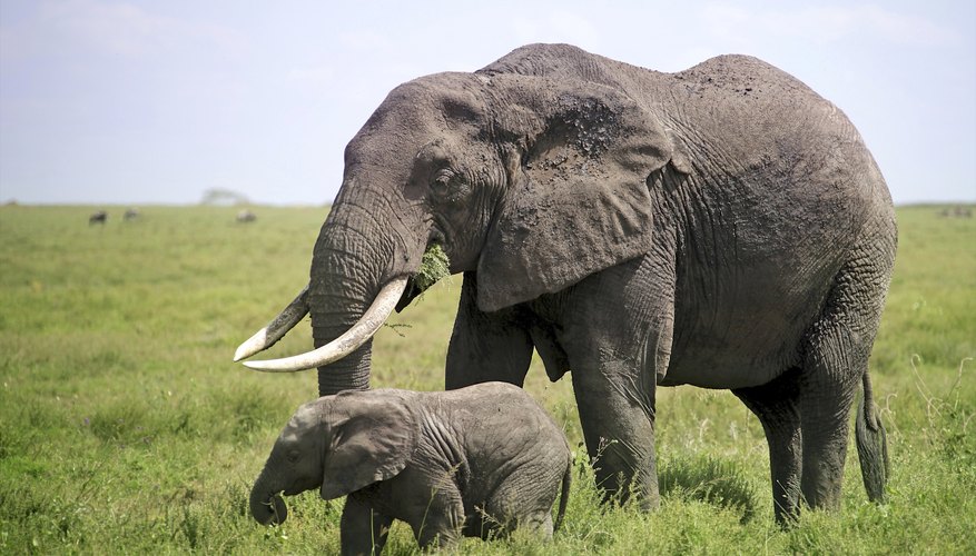 The Differences Between Mammoths & Elephants | Sciencing