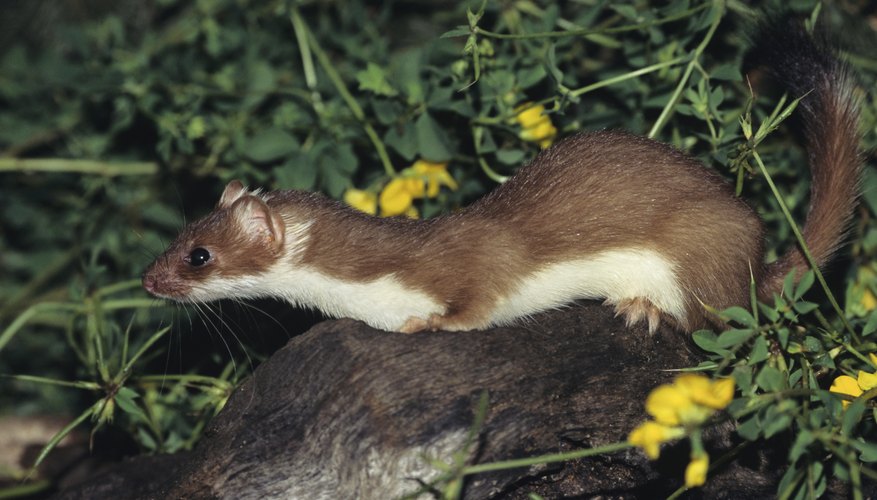 Photo Credit: Tom Brakefield/Stockbyte/Getty Images Weasels are skilled and constant hunters, always on the lookout for prey.