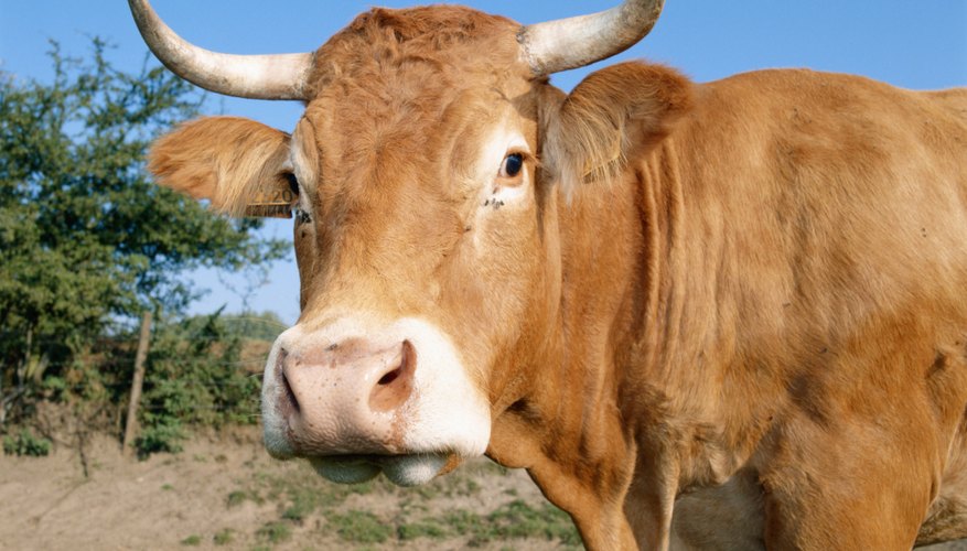 Los cuernos de vaca han sido pulidos y decorados tanto por la clase alta como por la baja, al menos durante diez siglos.