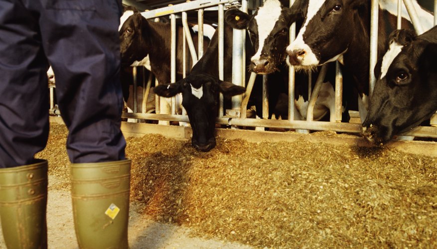 Photo Credit: Digital Vision/Digital Vision/Getty Images Decomposed cow manure is a source for the production of methane.