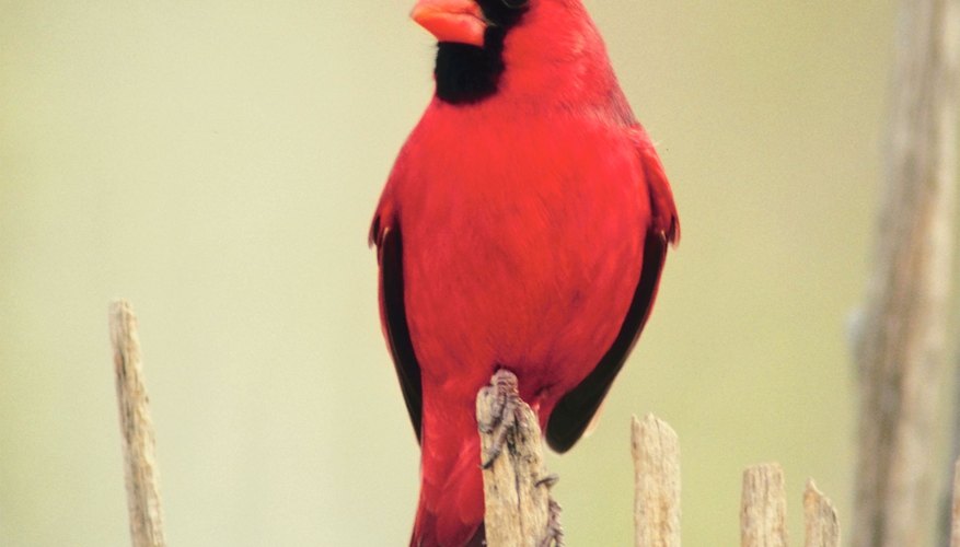 Photo Credit: Jupiterimages/Photos.com/Getty Images Birds can be bright and colorful.