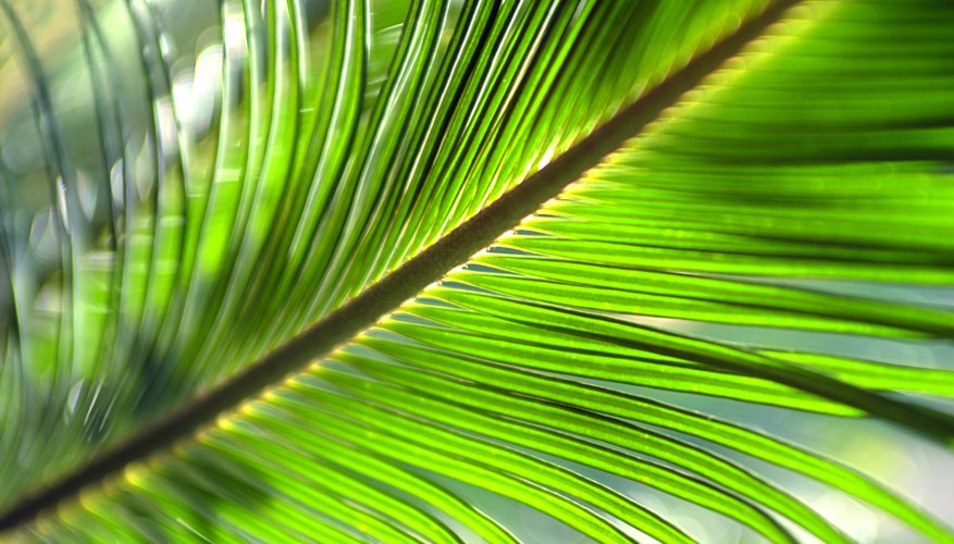 How to Preserve Palm Fronds | Our Pastimes