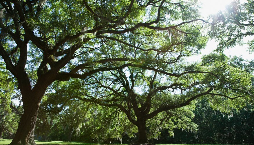 Why Are Trees Important to the Ecosystem? | Sciencing