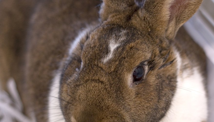 Pet rabbit Pet rabbit