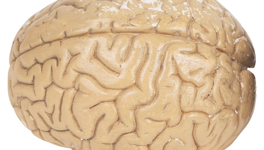 Consigue una imagen del cerebro que te sirva como guía.