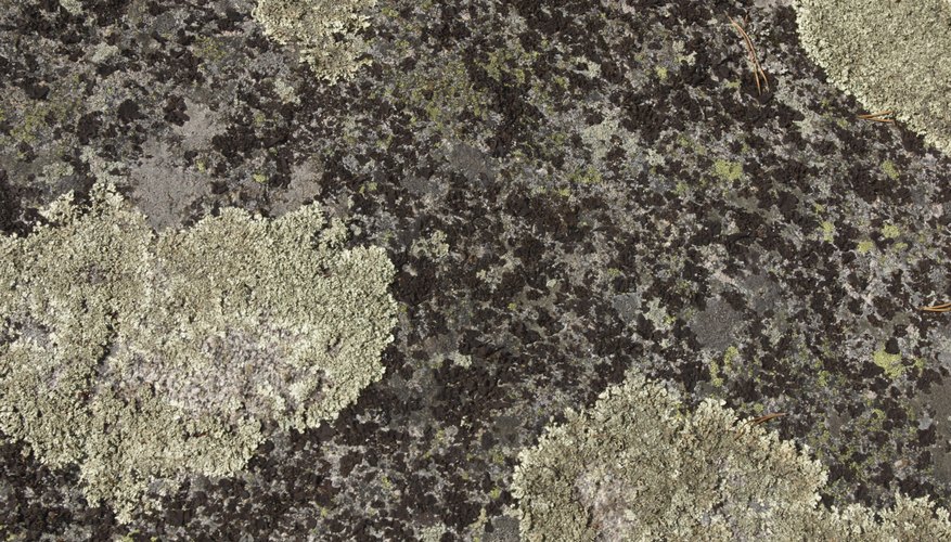Lichen represent a symbiotic association between algae and fungi. Lichen represent a symbiotic association between algae and fungi.