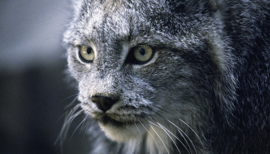 Photo Credit: Medioimages/Photodisc/Photodisc/Getty Images Bobcats are among the predator mammals found in Tennessee.