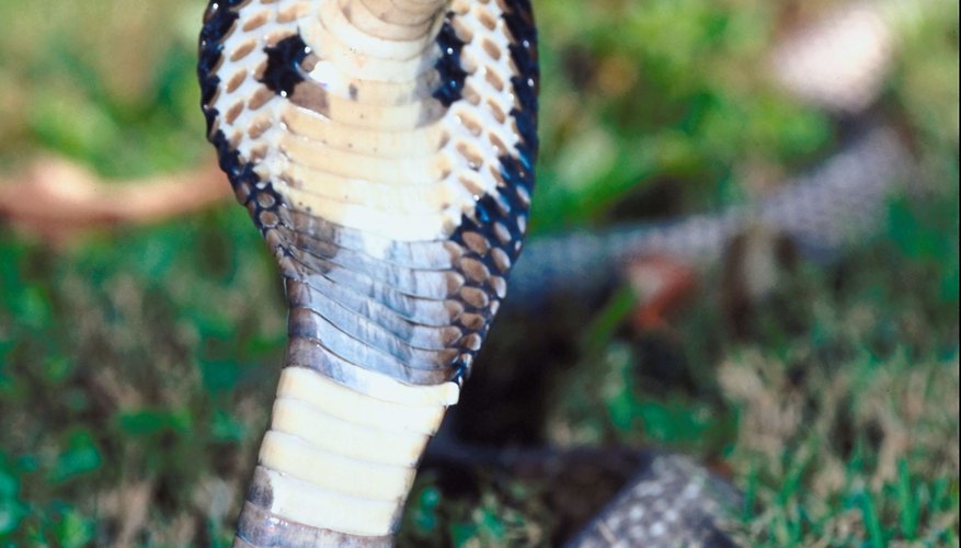 Hay ocho subespecies de cobras.