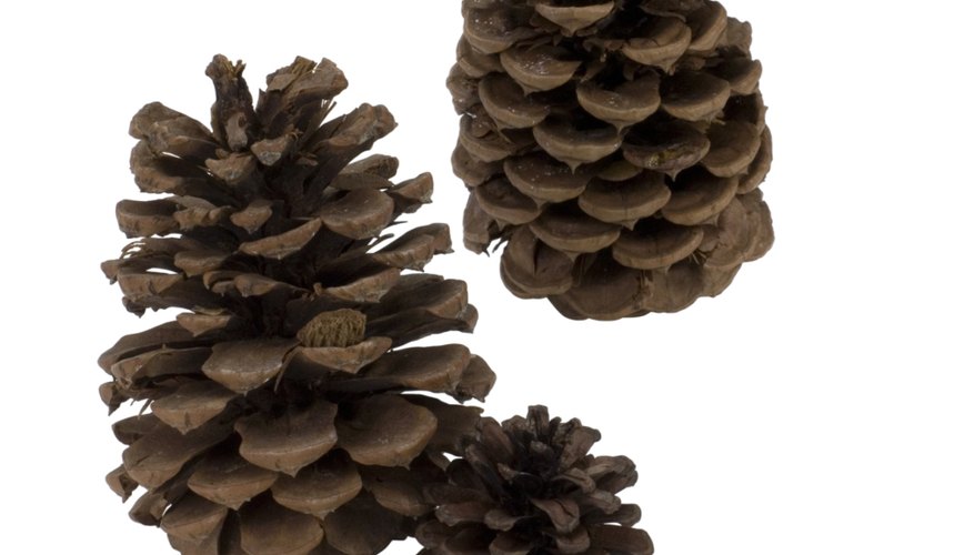 Las iñas de pino pueden abrirse con calor para usarlas en artesanías.