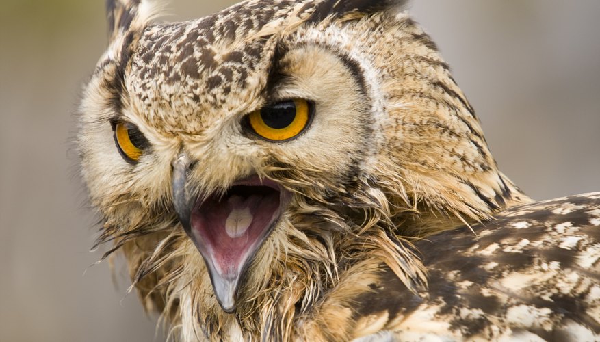 What Kind of Sound Does an Owl Make at Night? | Sciencing