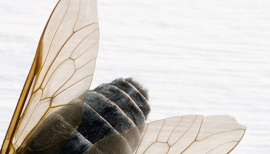 Photo Credit: Jupiterimages/Photos.com/Getty Images Dragonflies eat horseflies that spread disease.