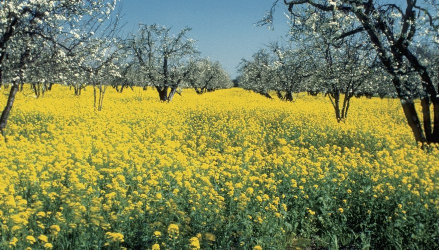 → Tamaño de un árbol de semilla de mostaza | Geniolandia