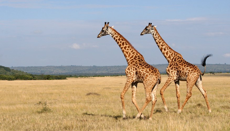 Giraffe Adaptation | Sciencing