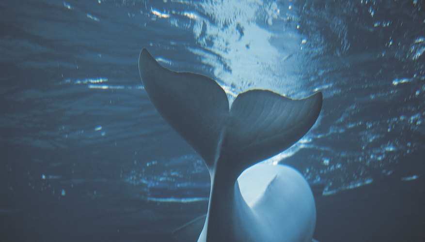 Photo Credit: Comstock/Stockbyte/Getty Images Beluga whale at the New York Aquarium