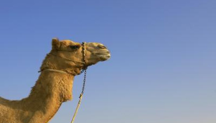 Characteristics of a Camel | Gone Outdoors | Your Adventure Awaits